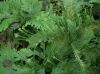 image of Selaginella oaxacana