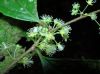 image of Xylosma 