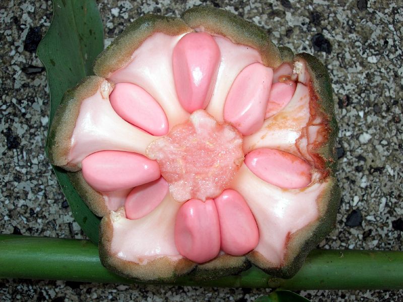 Zamiaceae Zamia 