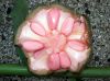 image of Zamia 