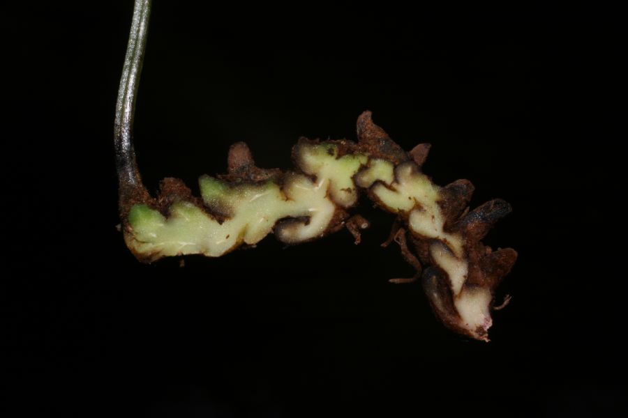 Cystopteridaceae Cystopteris fragilis