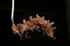image of Cystopteris fragilis