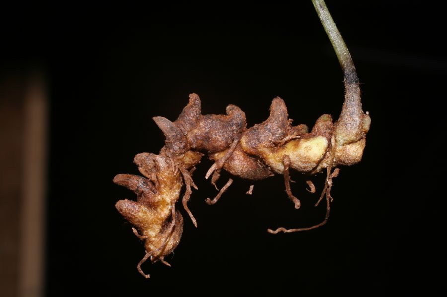 Cystopteridaceae Cystopteris fragilis