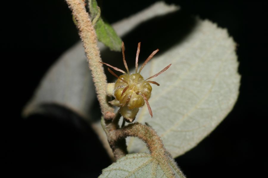 Byttneriaceae Guazuma ulmifolia