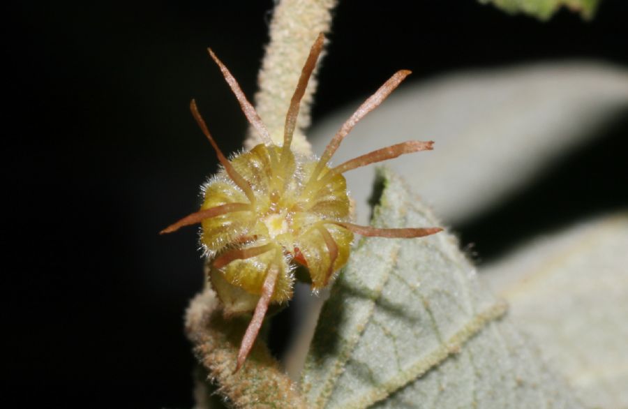 Byttneriaceae Guazuma ulmifolia
