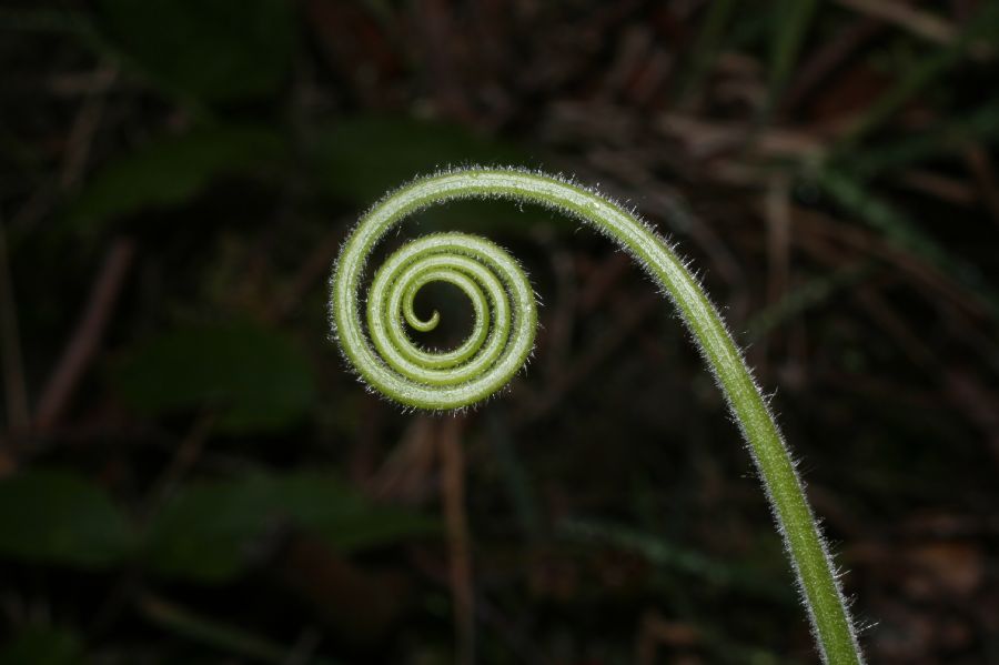 Cucurbitaceae Cucurbita 