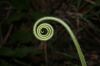 image of Cucurbita 
