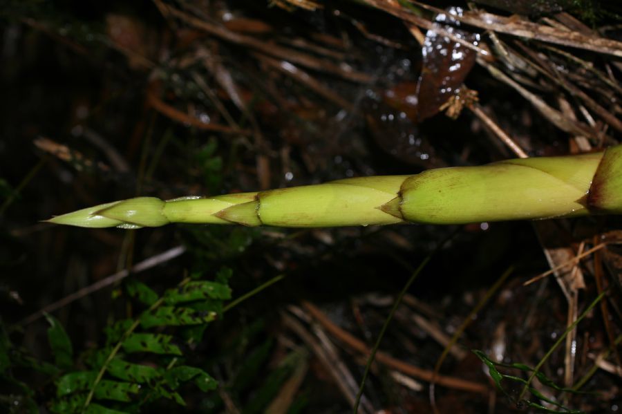Poaceae Chusquea 