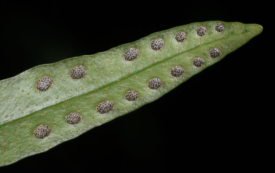 Polypodiaceae Pleopeltis complanata