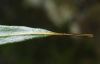 image of Pleopeltis complanata