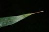 image of Pleopeltis complanata