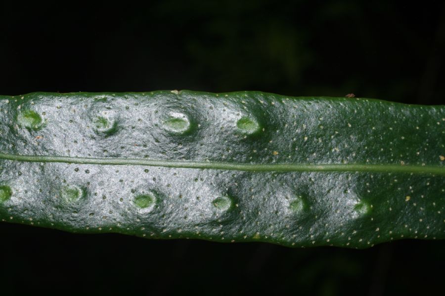 Polypodiaceae Pleopeltis complanata