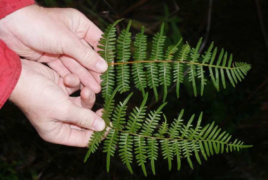 Dennstaedtiaceae Pteridium arachnoideum