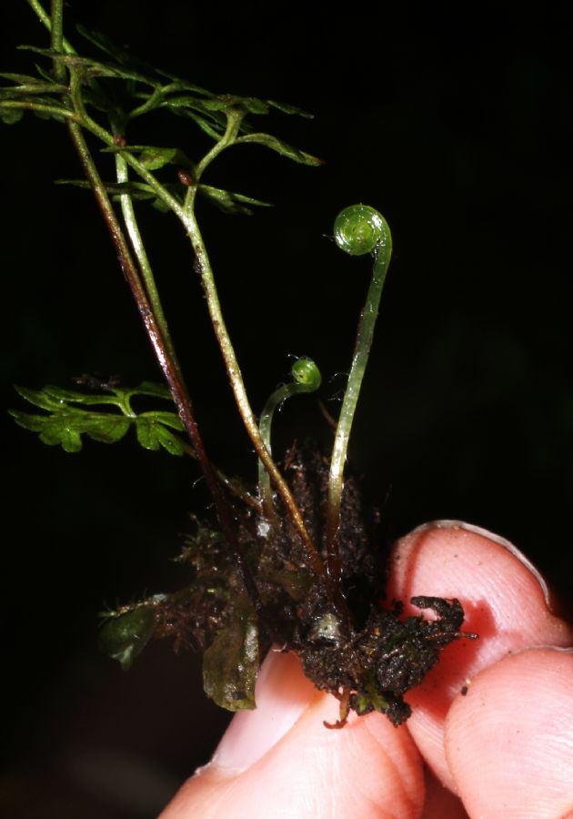 Pteridaceae Anogramma leptophylla
