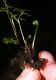 image of Anogramma leptophylla