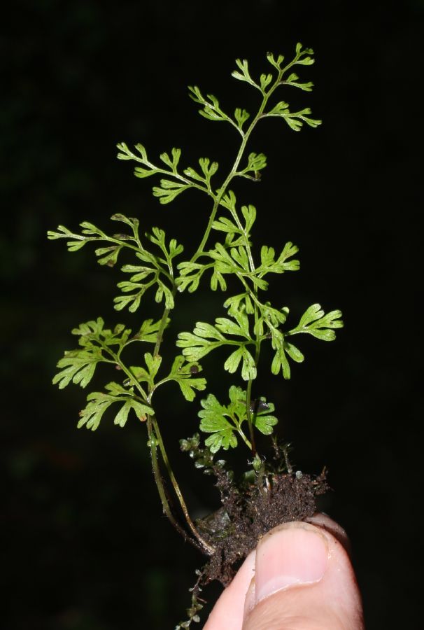 Pteridaceae Anogramma leptophylla