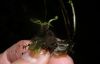 image of Anogramma leptophylla