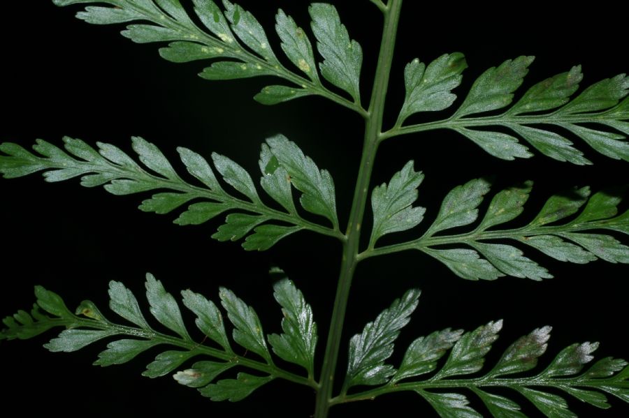 Aspleniaceae Asplenium cuspidatum