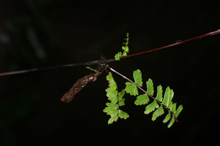 Aspleniaceae Asplenium monanthes