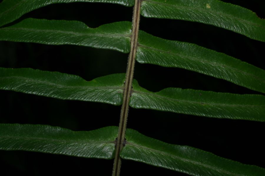 Blechnaceae Blechnum appendiculatum
