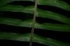 image of Blechnum appendiculatum