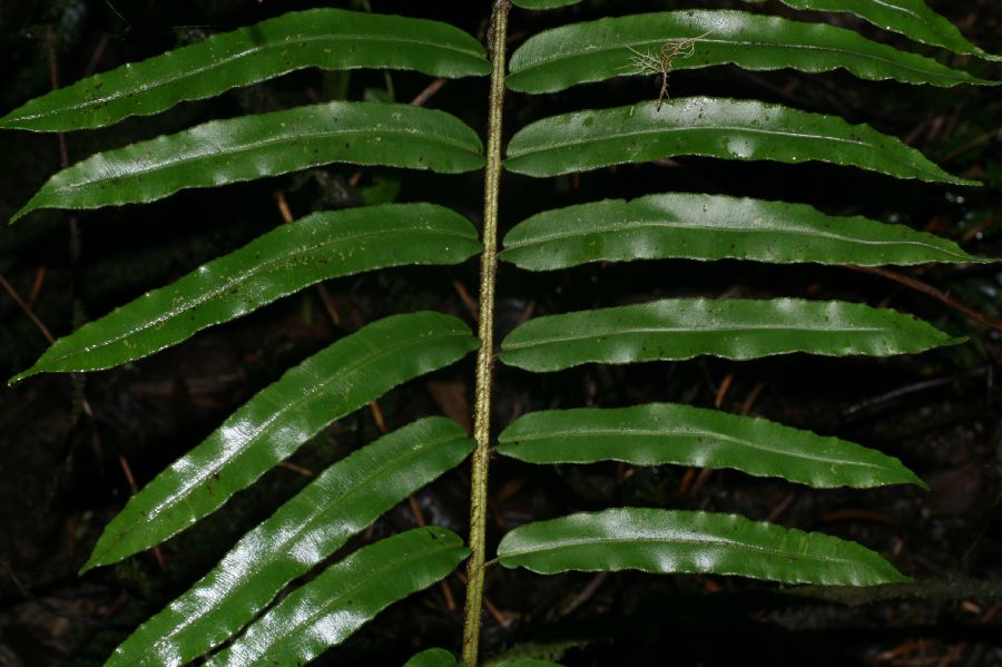 Blechnaceae Parablechnum scheideanum