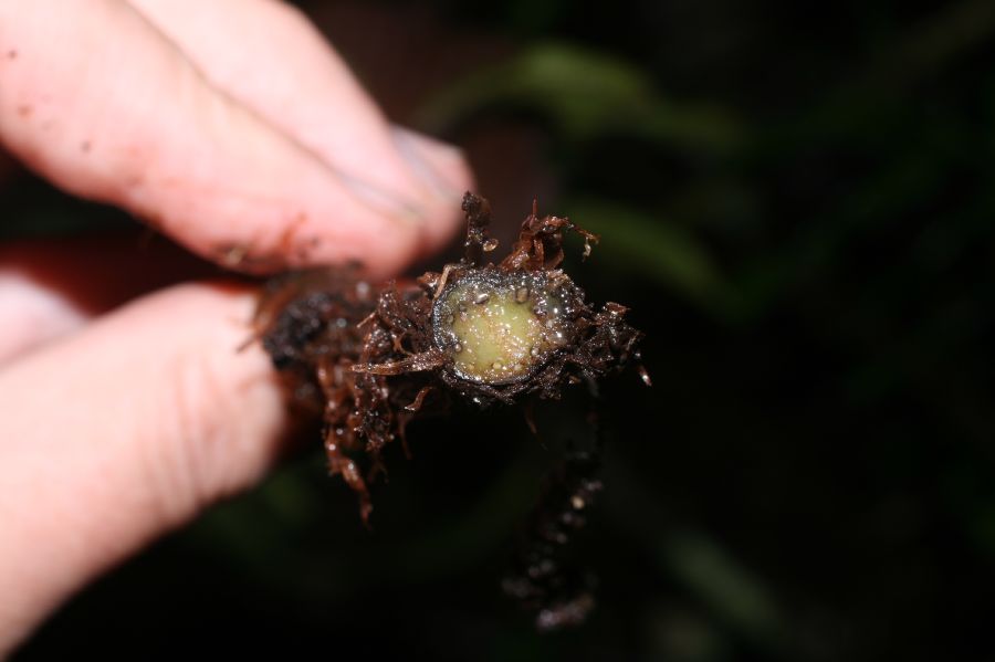 Blechnaceae Parablechnum scheideanum
