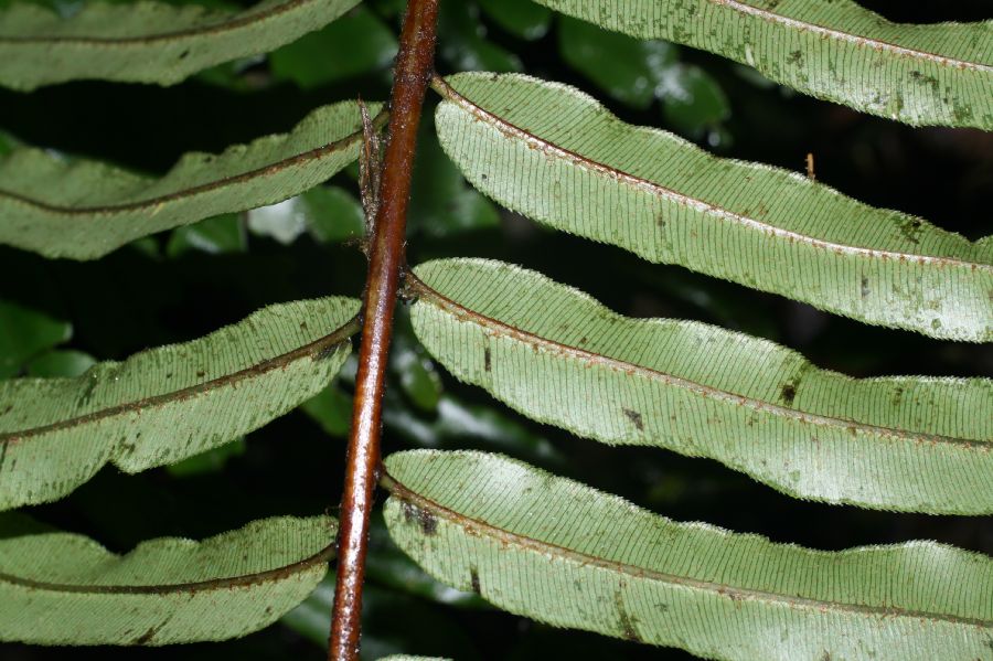 Blechnaceae Parablechnum scheideanum