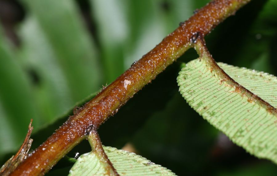Blechnaceae Parablechnum scheideanum