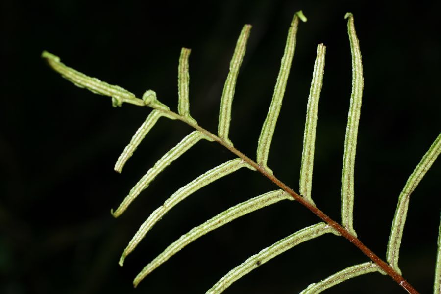 Blechnaceae Parablechnum scheideanum
