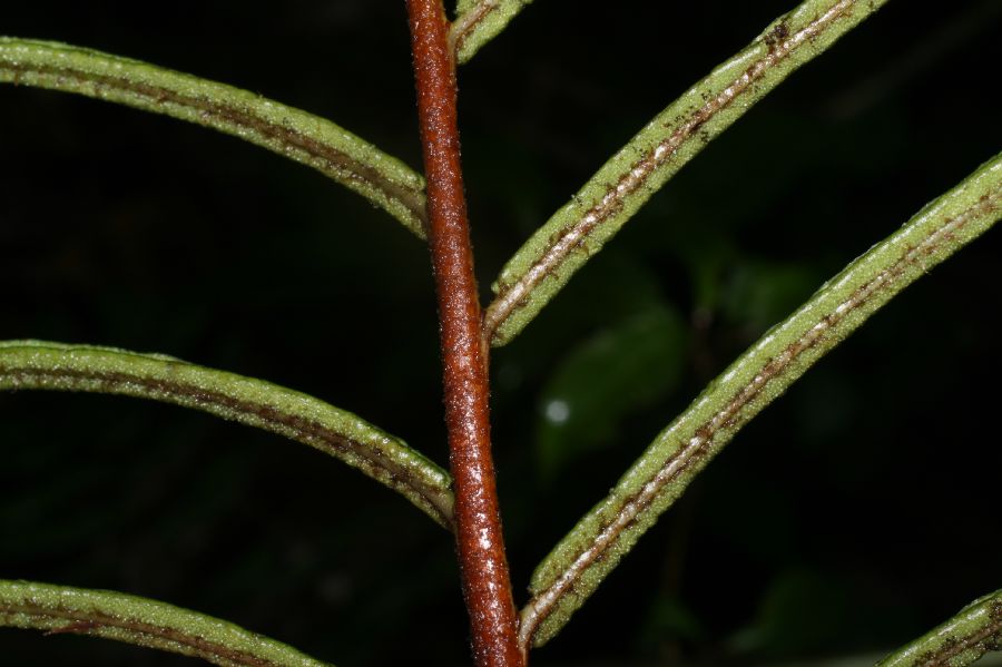 Blechnaceae Parablechnum scheideanum