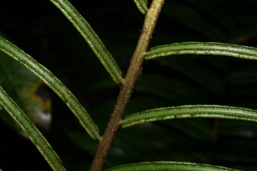 Blechnaceae Parablechnum scheideanum