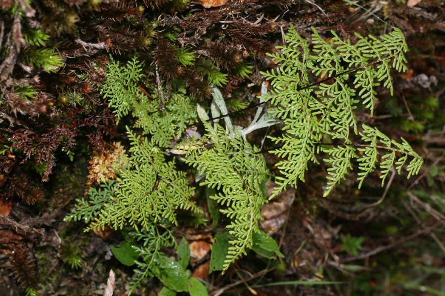 Pteridaceae Gaga marginata