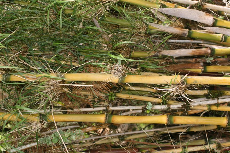 Poaceae Chusquea subtesselata