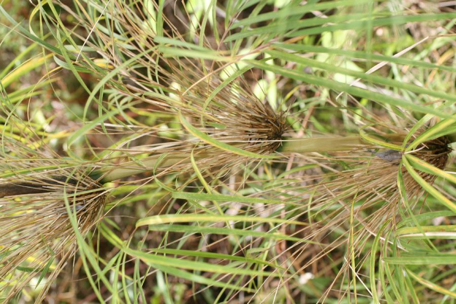 Poaceae Chusquea subtesselata