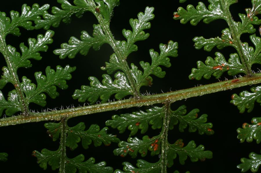 Dennstaedtiaceae Dennstaedtia cicutaria