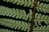 image of Dryopteris wallichiana