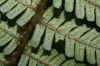 image of Dryopteris wallichiana