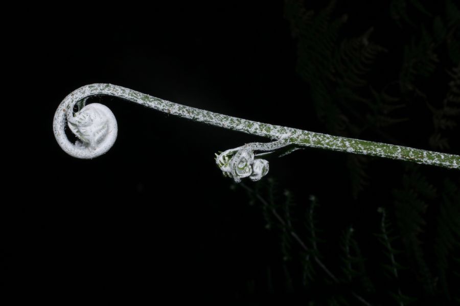 Pteridaceae Pityrogramma ebenea