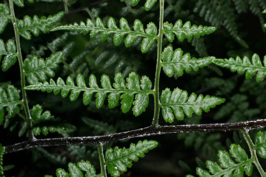 Pteridaceae Pityrogramma ebenea