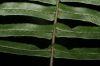 image of Blechnum appendiculatum