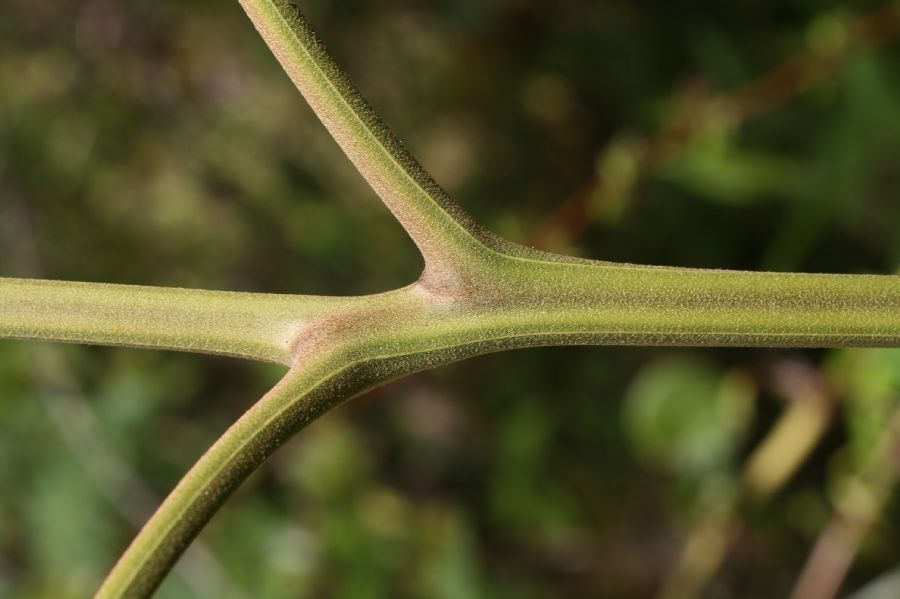 Dennstaedtiaceae Pteridium pseudocaudatum