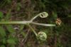 image of Pteridium pseudocaudatum