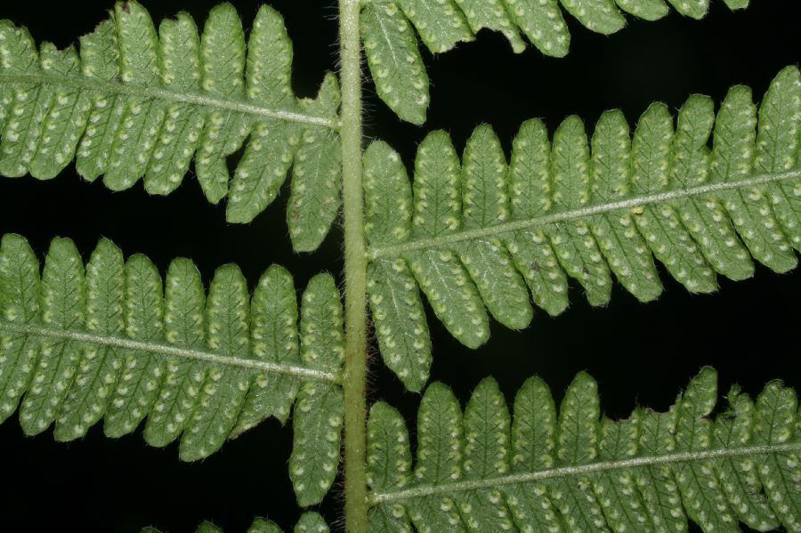 Thelypteridaceae Amauropelta pilosula