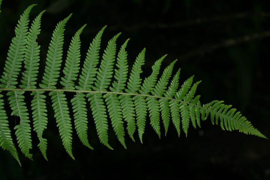 Thelypteridaceae Amauropelta pilosula
