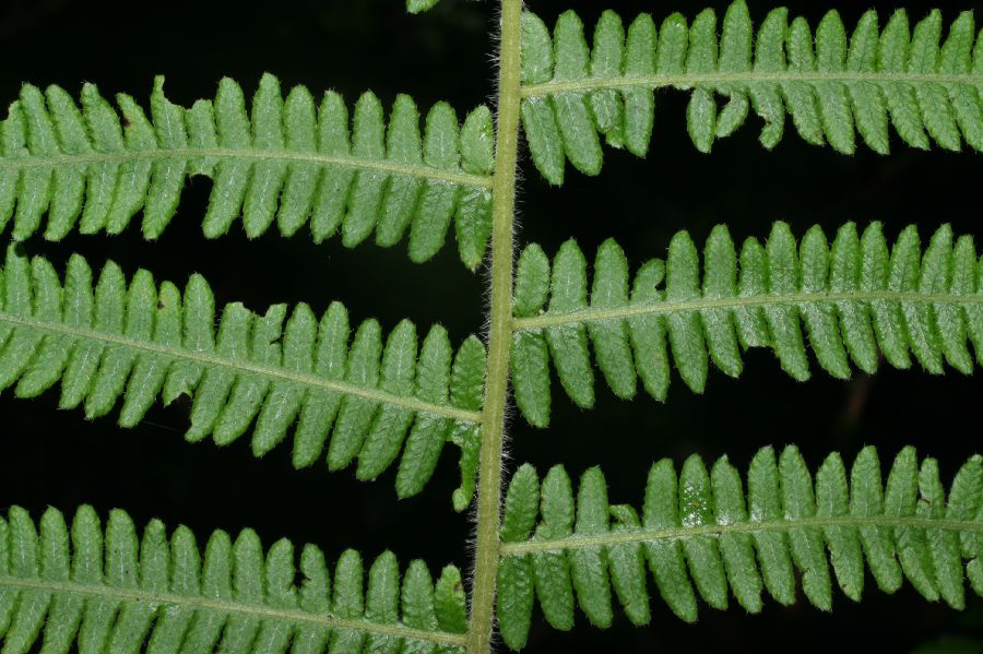 Thelypteridaceae Amauropelta pilosula