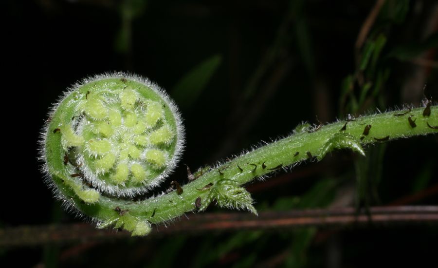 Thelypteridaceae Amauropelta pilosula