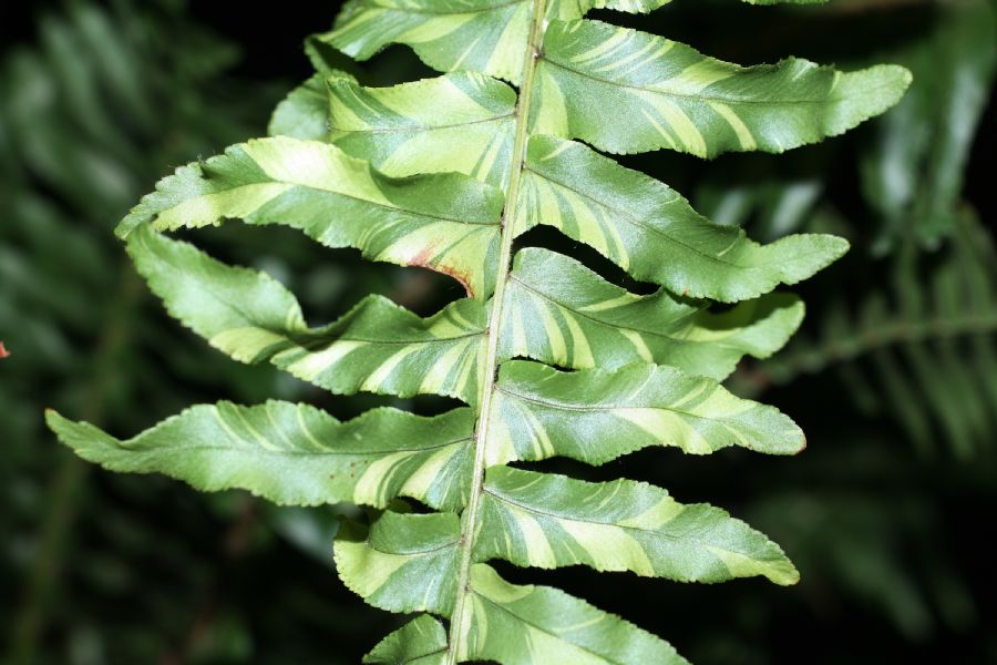 Nephrolepidaceae Nephrolepis exaltata