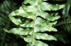 image of Nephrolepis exaltata