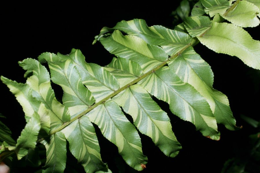 Nephrolepidaceae Nephrolepis exaltata
